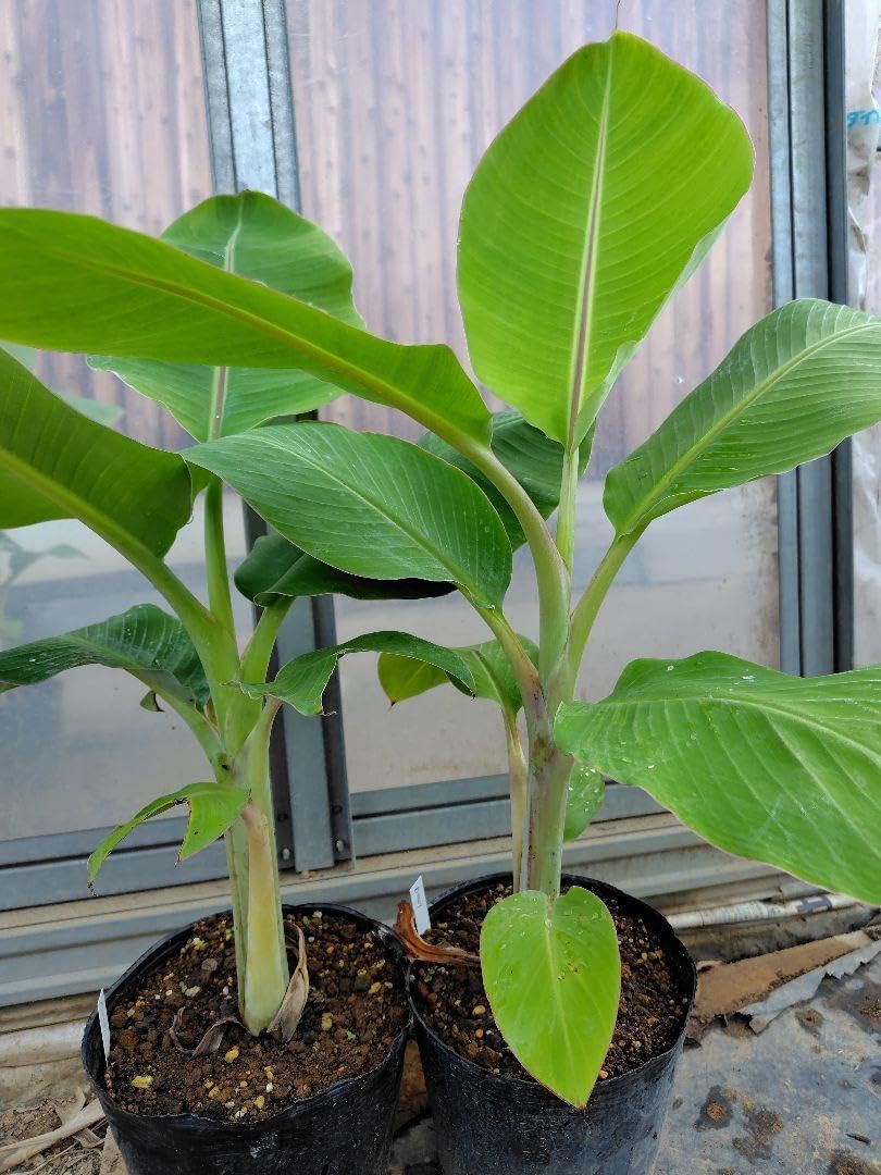 ユッカロストラータ　72苗③ 鉢のまま発送 ユッカロストラータ 72苗 鉢のまま発送 ユッカロストラータ 72苗