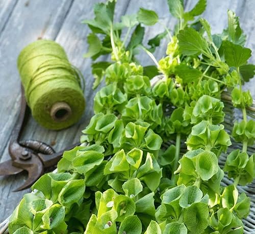 Semillas Campanas de Irlanda Moluccella Shellflower Flores anuales