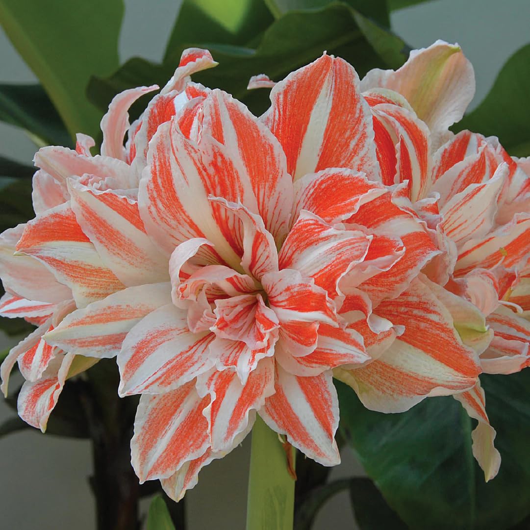 Dancing Queen Amaryllis Flower Bulbs for Growing - 3 Dancing Queen Amaryllis Flowers Bulbs - Fragrant Flower Bulbs for Home Garden - Low Maintenance Flower Bulbs | Flowering Bulbs