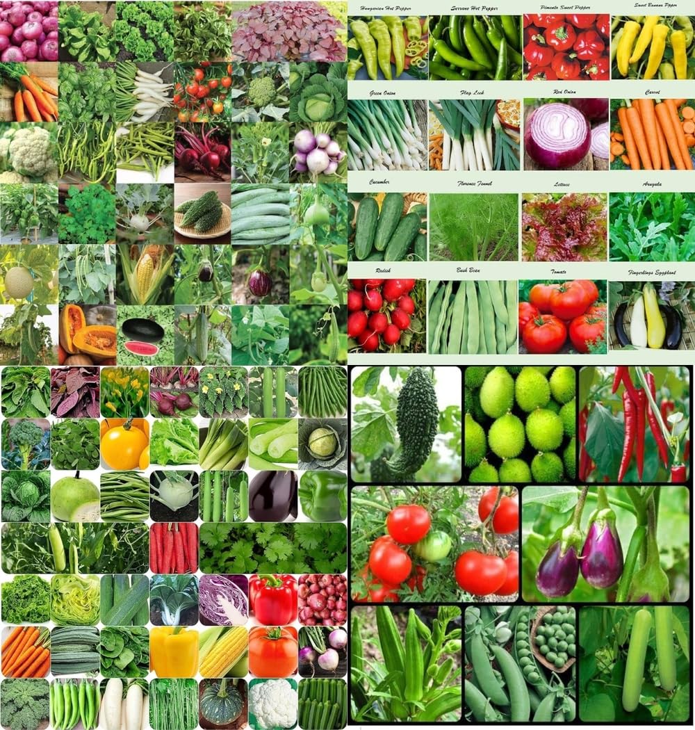 Vegitable seeds beez Exotic Hybrid vegetable seeds Mix organic vegetable seeds 50-image-8