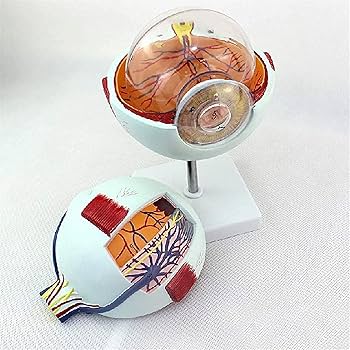 眼球医療用模型 Amazon.co.jp: 眼球模型 - 目のモデル、解剖モデル、人間の目の