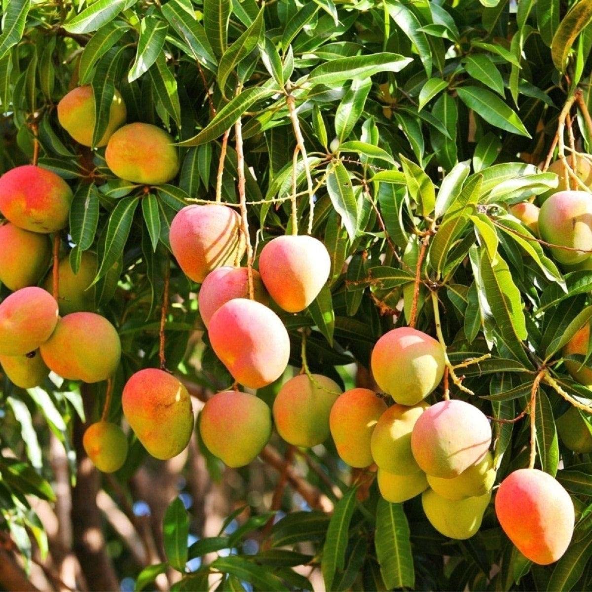 Alphonso mango tree plant grafted (1 healthy live plant) (B0C5SDBS6Q) Amazon Price History, Amazon Price Tracker