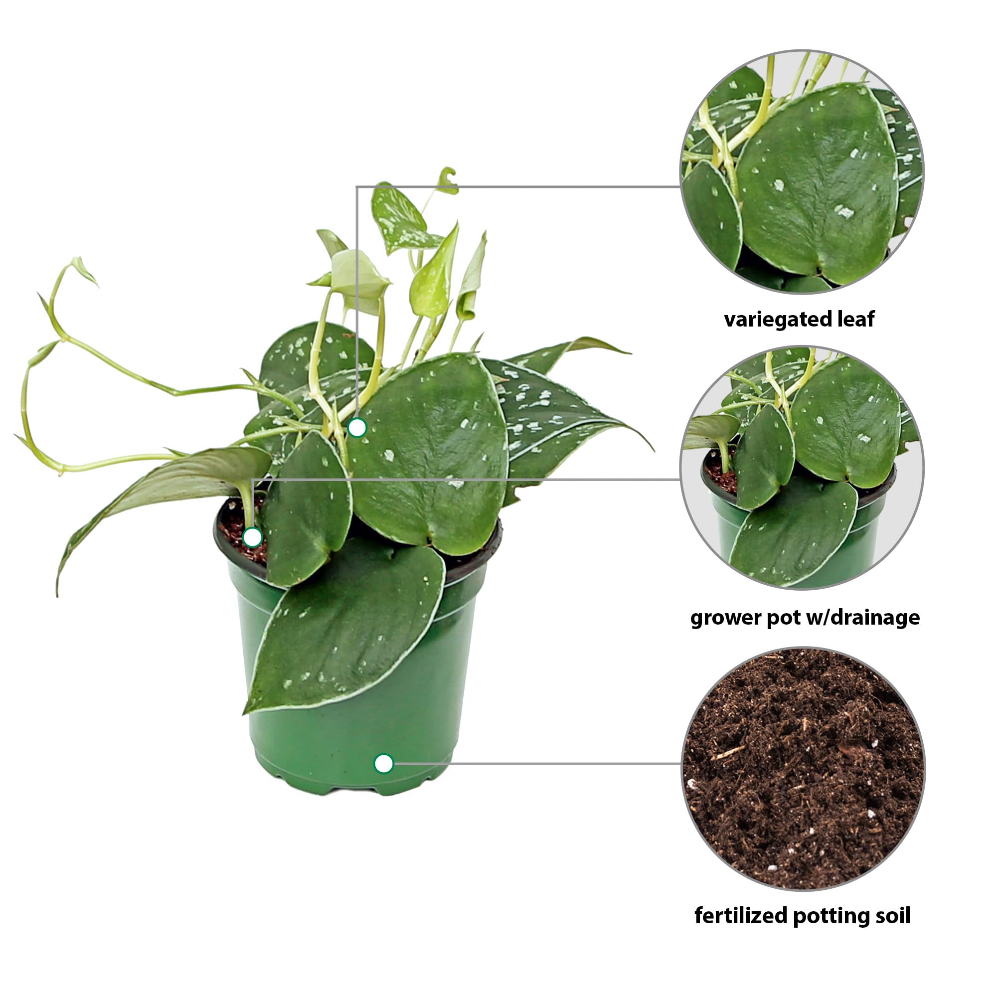 Amazon.com : Live Scindapsus Pictus Silvery Ann, Silver Pothos, Birthday  Gift, Housewarming Gift, Christmas Gift for Co-Worker, Office Plant,  Trailing Indoor Potted Plant in 4" Pot : Patio, Lawn & Garden