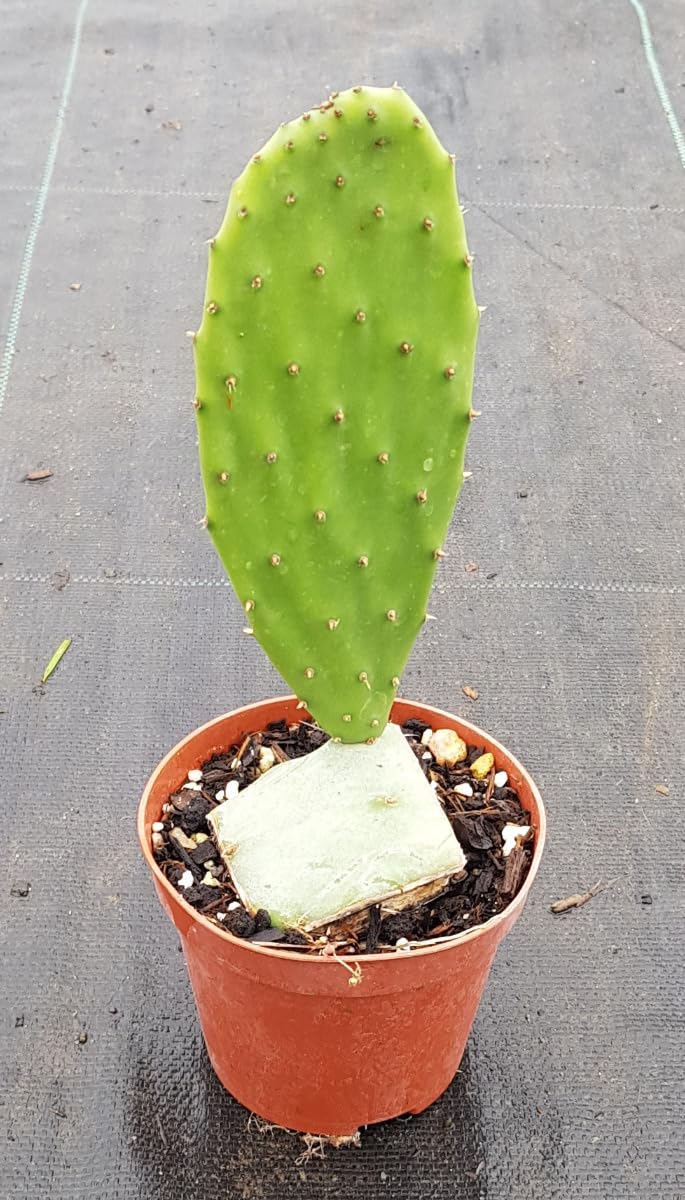 Opuntia ficus-indica/Figuier de Barbarie/Godet/Cactée