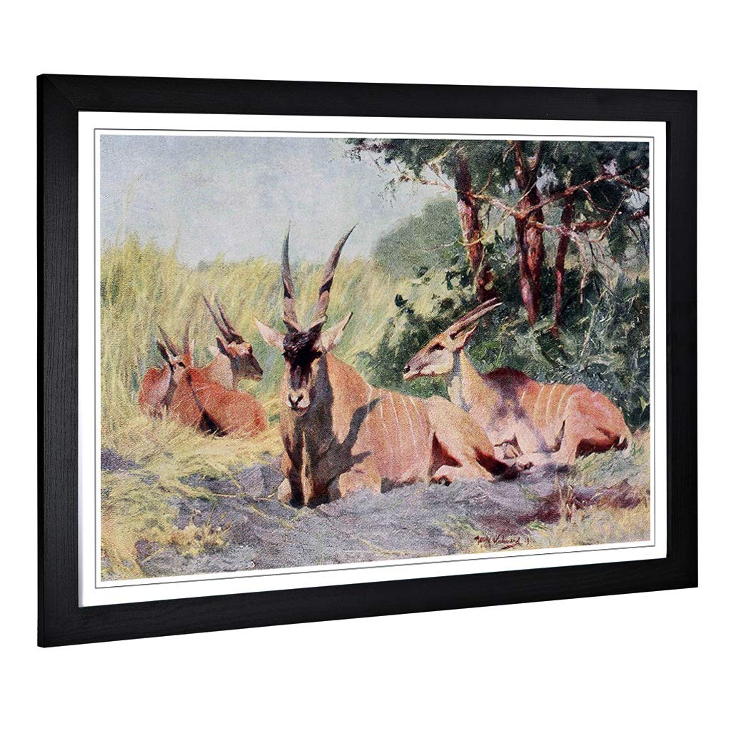 Big Box Art Framed Print of Vintage W Kuhnert Antelope Design | Wall Art Picture | Home Decor for Kitchen, Living, Dining Room, Bedroom, Hallway, Office, Black, A2 / 24.5x18 Inch / 62x45cm