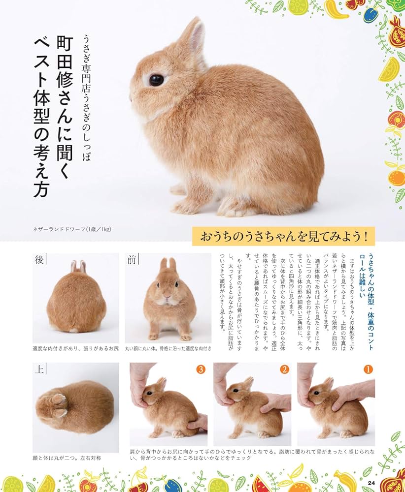 うさぎ　確認ページ うさぎと暮らす NO73 2019 Autumn |本 | 通販 | Amazon