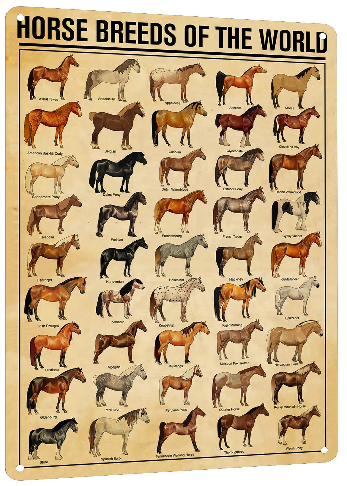 HYBLOM Horse Breeds Of The World Metal Tin Sign - Educational & Retro Farmhouse Wall Art, Vintage Poster for Man Cave, School, Cafe, Home Decor, Gift
