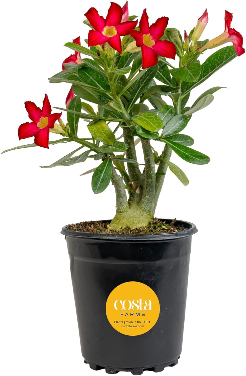 Costa Farms Desert Escape Desert Rose Live Succulent Plant - 16–21 Inches Tall, Blooming Indoor Houseplant or Outdoor Garden Succulent for Patio, Porch & Home Décor