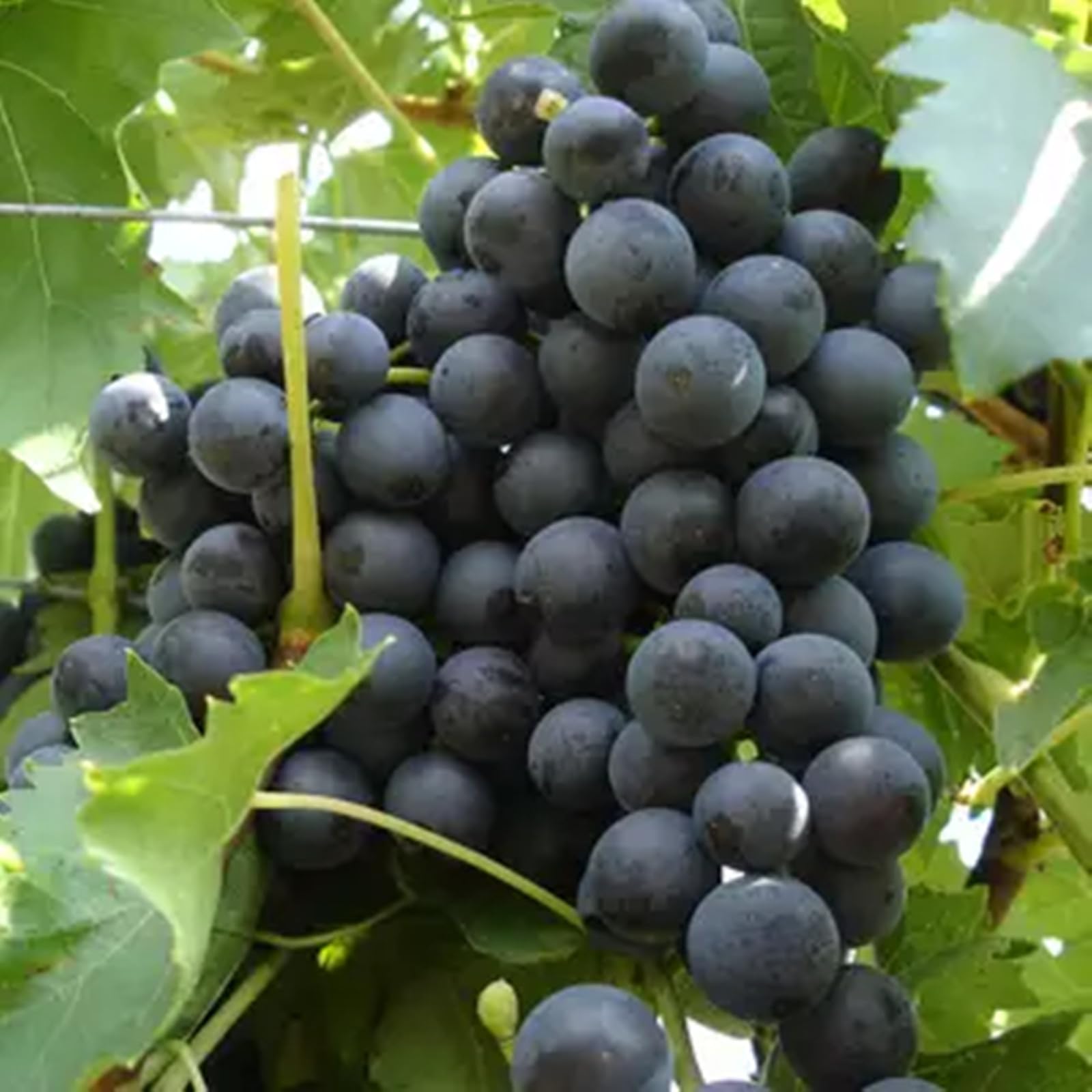 Good for Containers Finger Grape Root, Ggrape Bare Root, Excellent Display,Grape Vine Plant-4 Roots-D