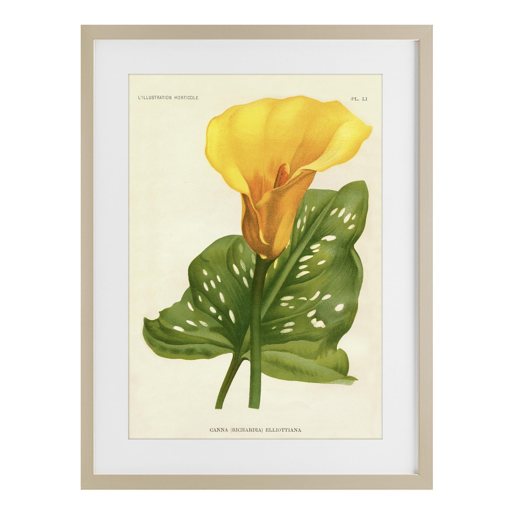 Stupell Industries Harvest Pine (Textured) 'Yellow Canna Lily'| Framed Print Under Glass