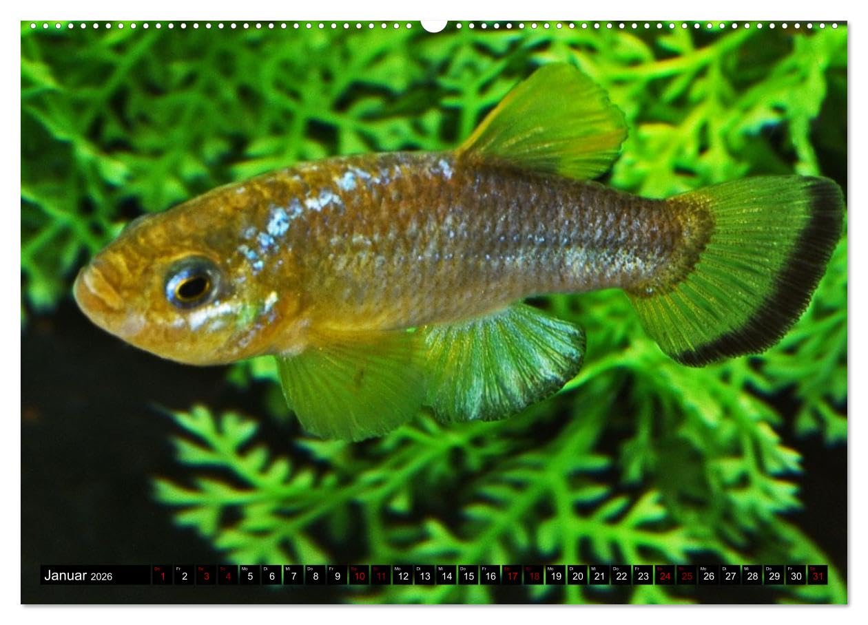 Outdoor-Aquaristik (Wandkalender 2026 DIN A2 quer), CALVENDO Monatskalender: Freiland-Fische für Terrasse, Balkon und Garten