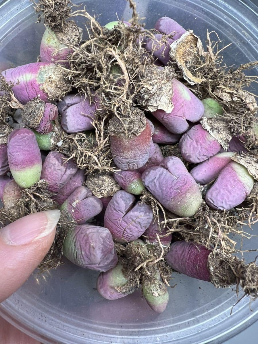 Amazon.co.jp: 多肉植物 リトープス 紅大内玉 大小混合5苗セット