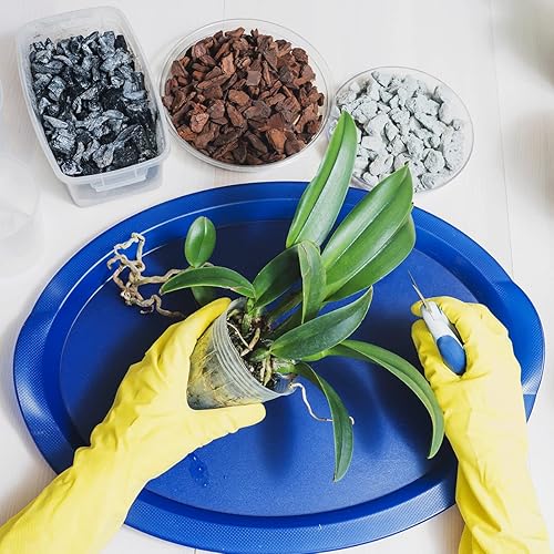 Miniatura 5 de Plantas vivas de interior - Orquídeas Cattleya con flores grandes y fragancia fuerte, un regalo para los amantes de la jardinería (BLC Orange Nugget)