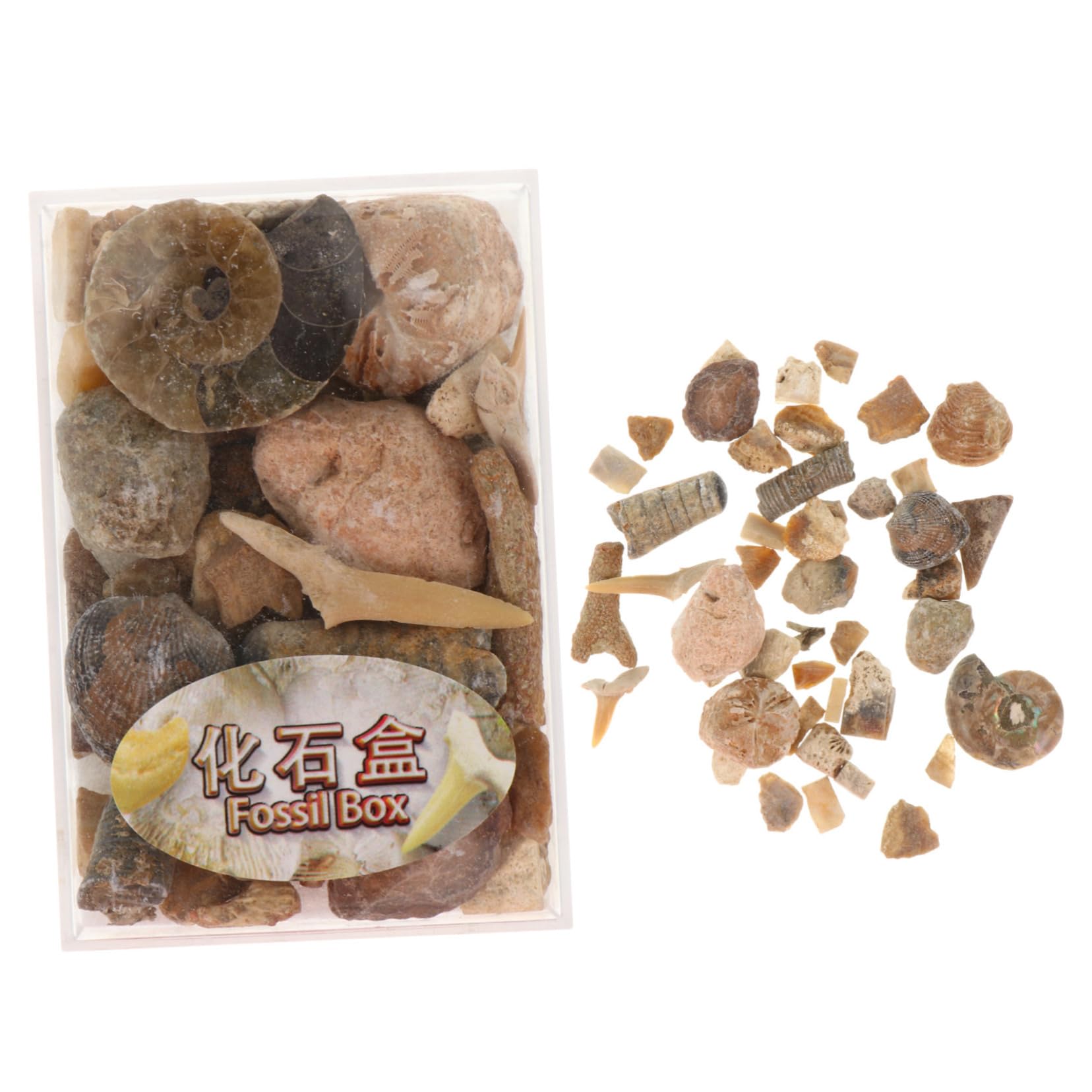 Mobestech Educational Teaching Tools Box of Real Specimen Stones Natural Stones Collection for Home Aquarium Boys and Girls