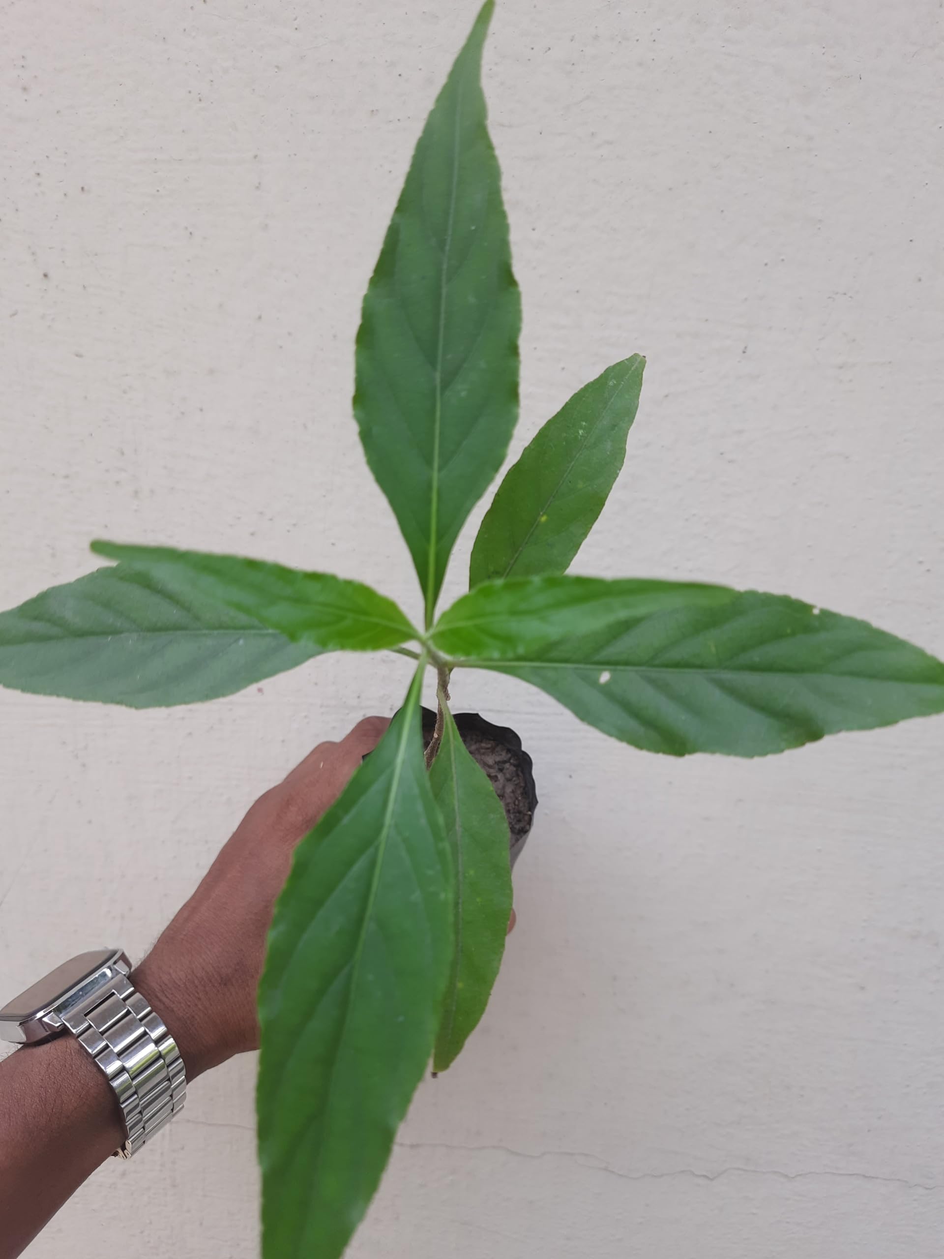 (Justicia adhatoda), Vasaka Basak Pata Plant, Adhatoda Vasika,1 PIECE LIVE PLANT BY greeen earth (B0D4KB48D3) Amazon Price History, Amazon Price Tracker