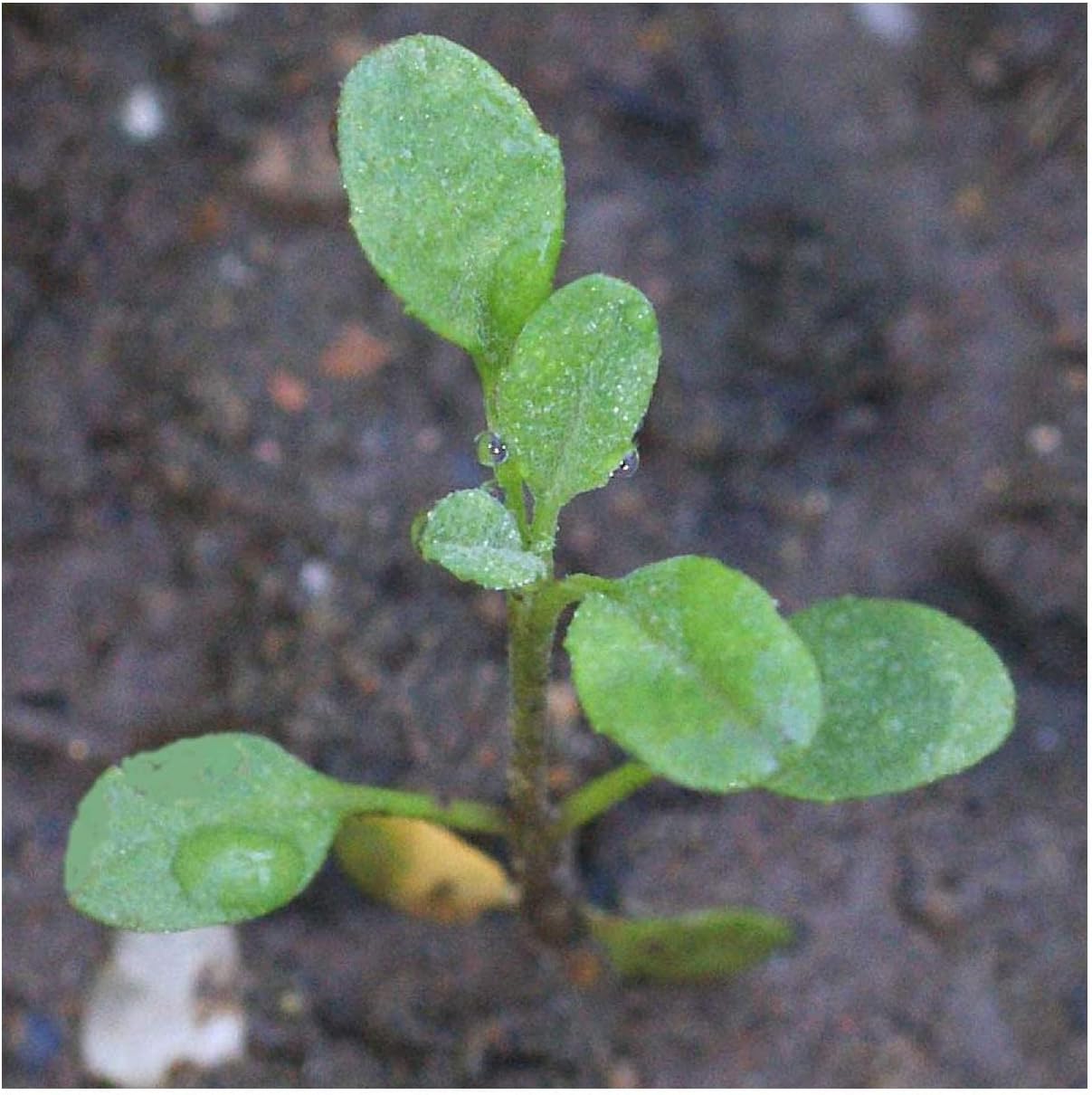 Everwilde Farms - 1 Lb Virginia Stock Wildflower Seeds - Gold Vault