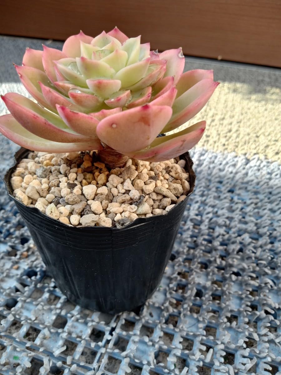 Amazon.co.jp: 多肉植物 グレイスミス 抜き苗 エケベリア 7