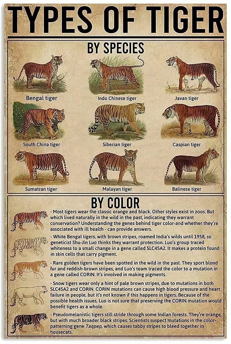Tin Sign Types Of Tiger Knowledge Metal Sign,Tavern Poster Garage Man Cave Club Novelty And Interesting Bathroom Toilet Wall Decoration 12X16 Inch