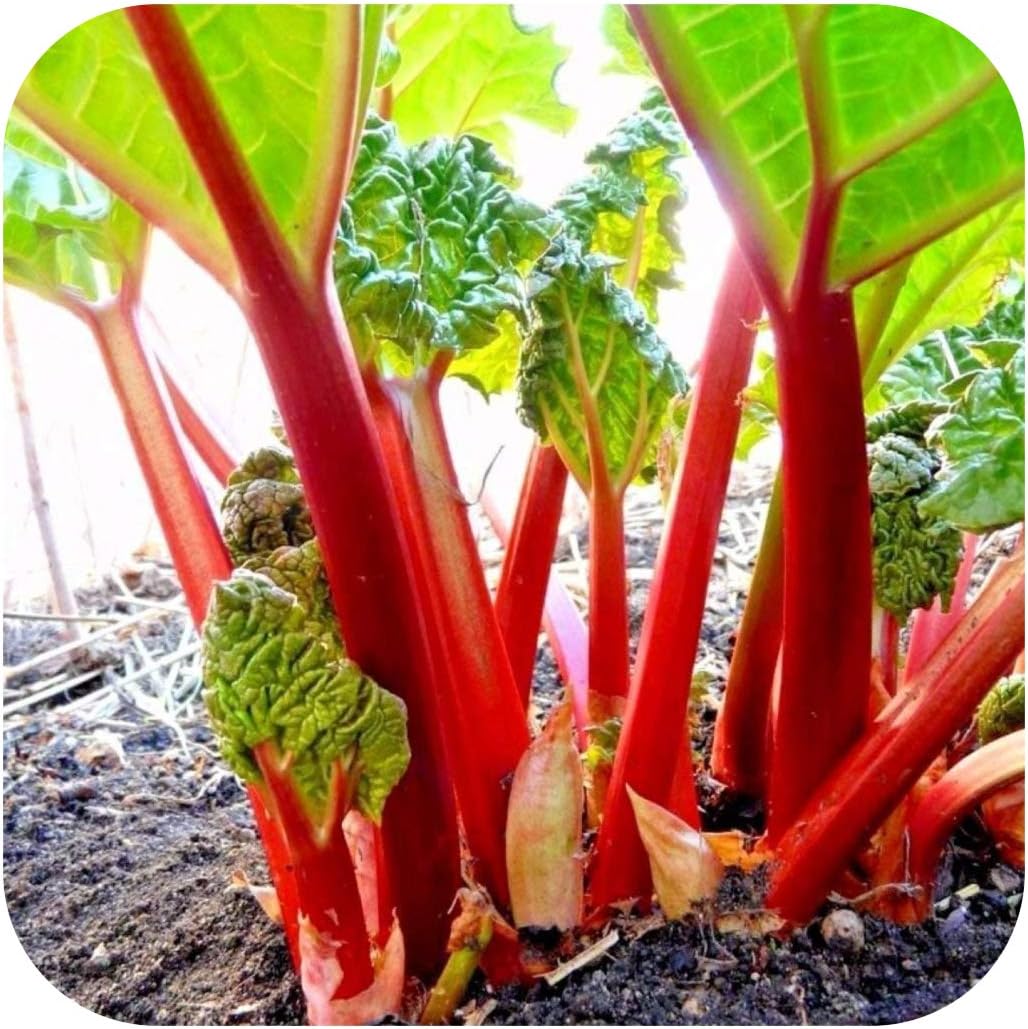 Rhubarb Crowns Rheum 'Victoria' x 2 by Growtanical® : Amazon.co.uk: Garden