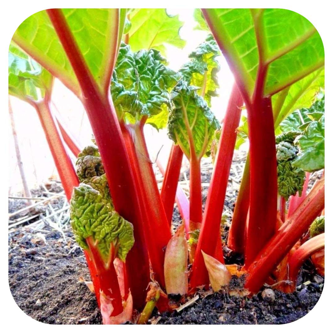 Rhubarb Crowns Rheum 'Victoria' x 2 by Growtanical®