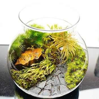 Amazon.co.jp: 【苔庵介る】 【LEDで光る】苔テラリウム 完成品