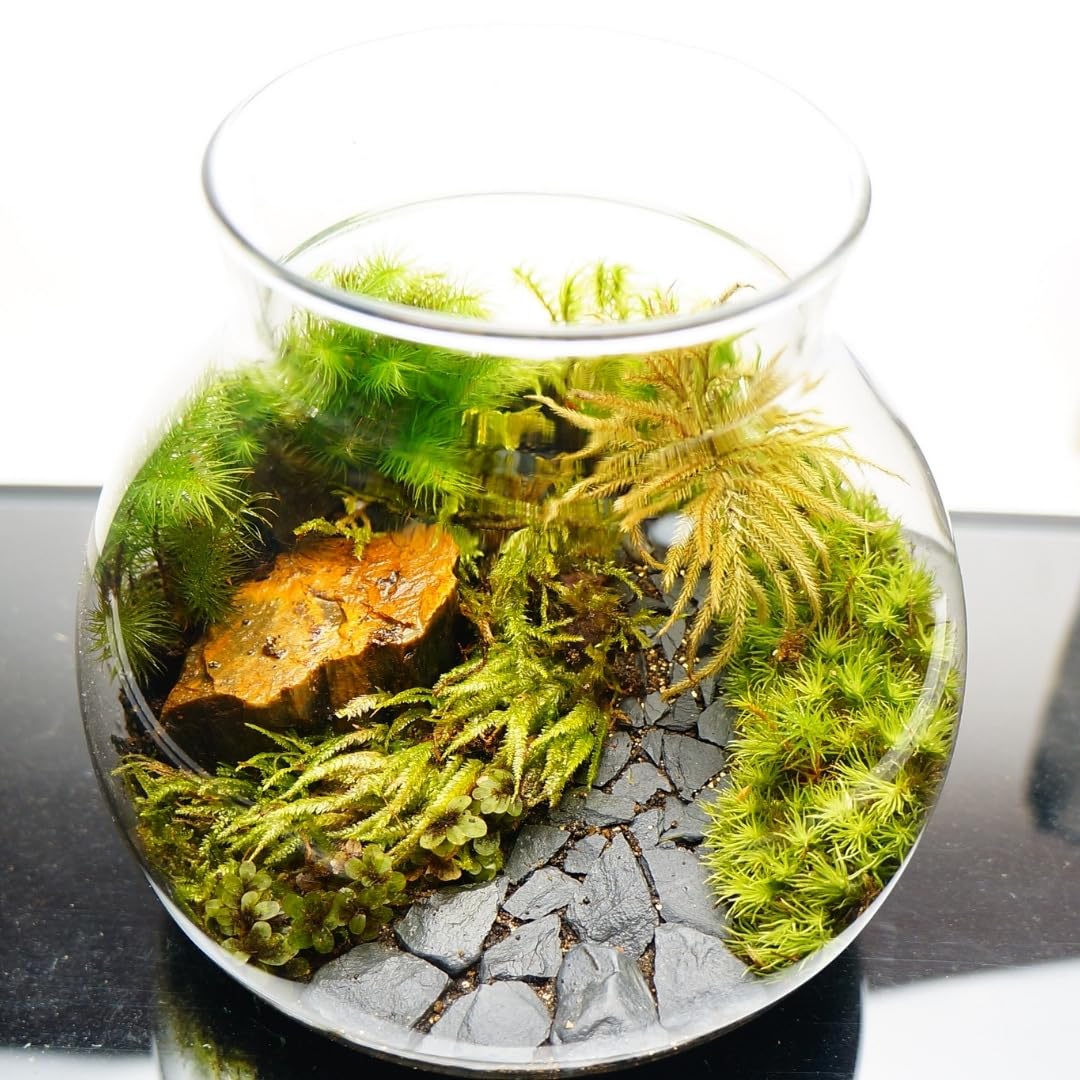 Amazon.co.jp: 【苔庵介る】 【LEDで光る】苔テラリウム 完成品