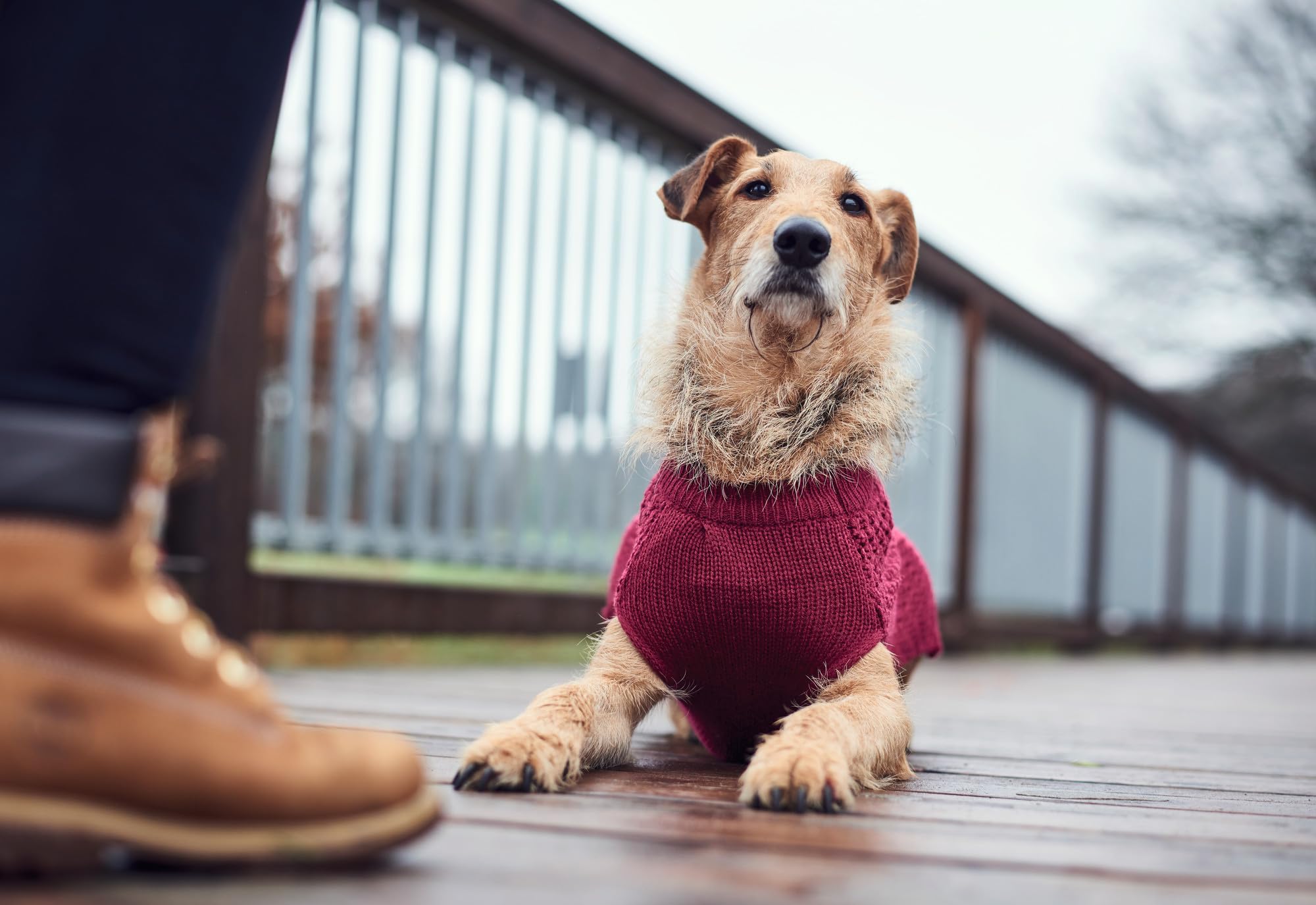 Jersey para Perro Hunter Malmö Burdeos
