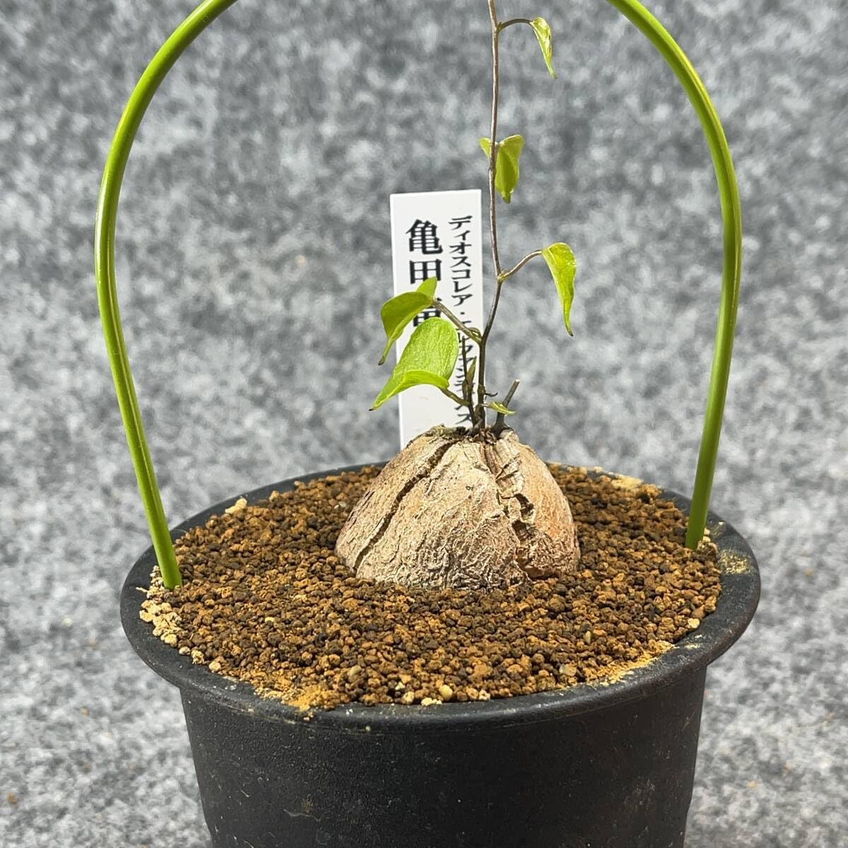 Amazon.co.jp: 鉢ごと発送アフリカ型亀甲竜 Dioscorea