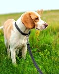 FunTags 6FT Black Reflective Dog Leash for Large & Medium Dogs Walking, Soft Padded Handle Comfortable Grip, Heavy Duty Nylon, Reflective for Night Walking, 1in Wide