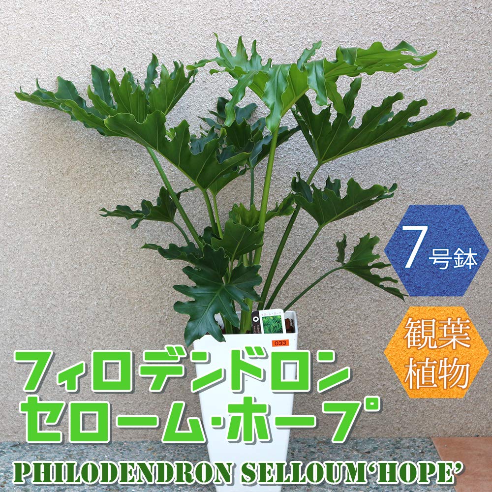 Amazon.co.jp: ITANSE フィロデンドロン・セローム・ホープ 7～8