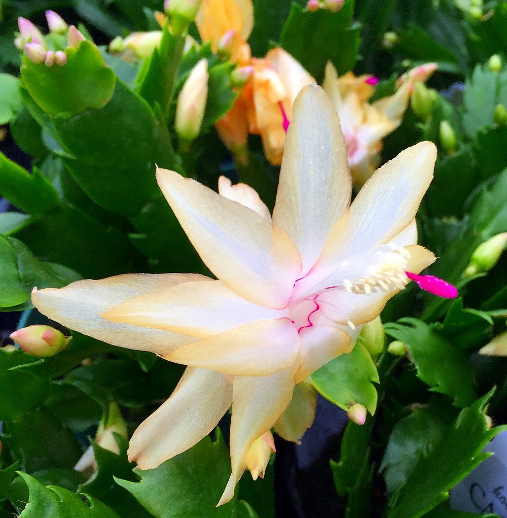 Yellow Christmas Cactus Plant Zygocactus 4 Pot | Desertcart Brunei