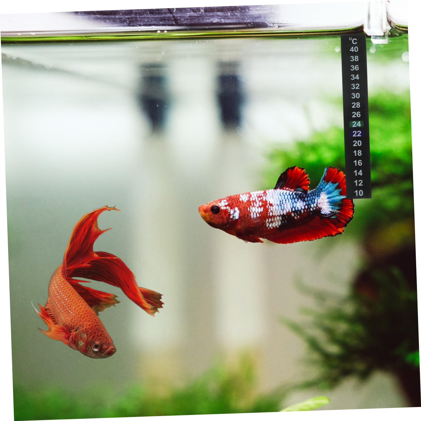 Ipetboom 150piezas Tira De Temperatura Interior Medición Precisa Cambio De Color Rango Para Acuarios y Reptiles Material Seguro Pet y Cristal Líquido