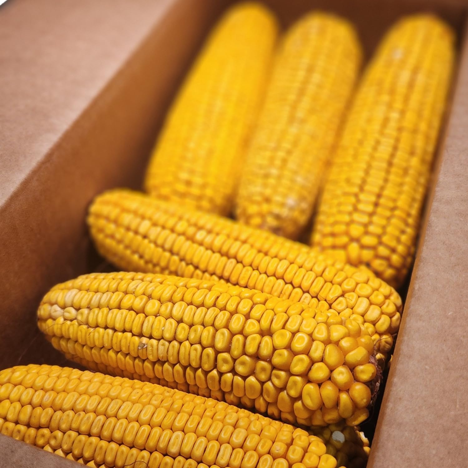 Wildlife Treats Ear Corn Kernels Hand Packed Boxes Squirrel Food 7 Pound Pack of 1 Yellow