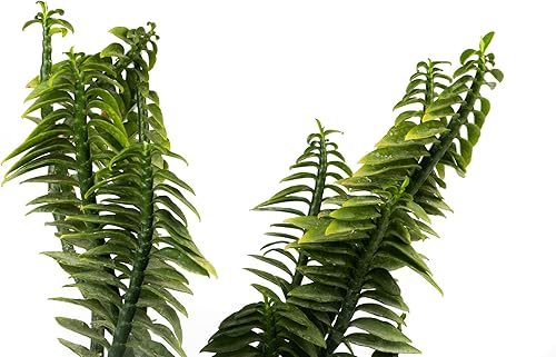 Miniatura 3 de Devil's Backbone - Planta viva en maceta de 2 pulgadas - Pedilanthus Tithymaloides - Suculenta de cactus rara de Florida