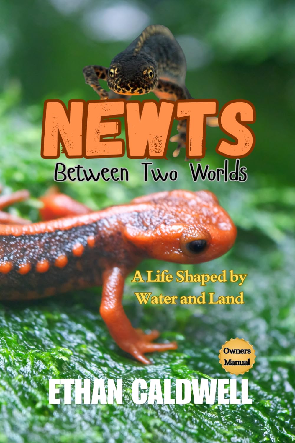 Newts: between two worlds: a Life Shaped by water and land