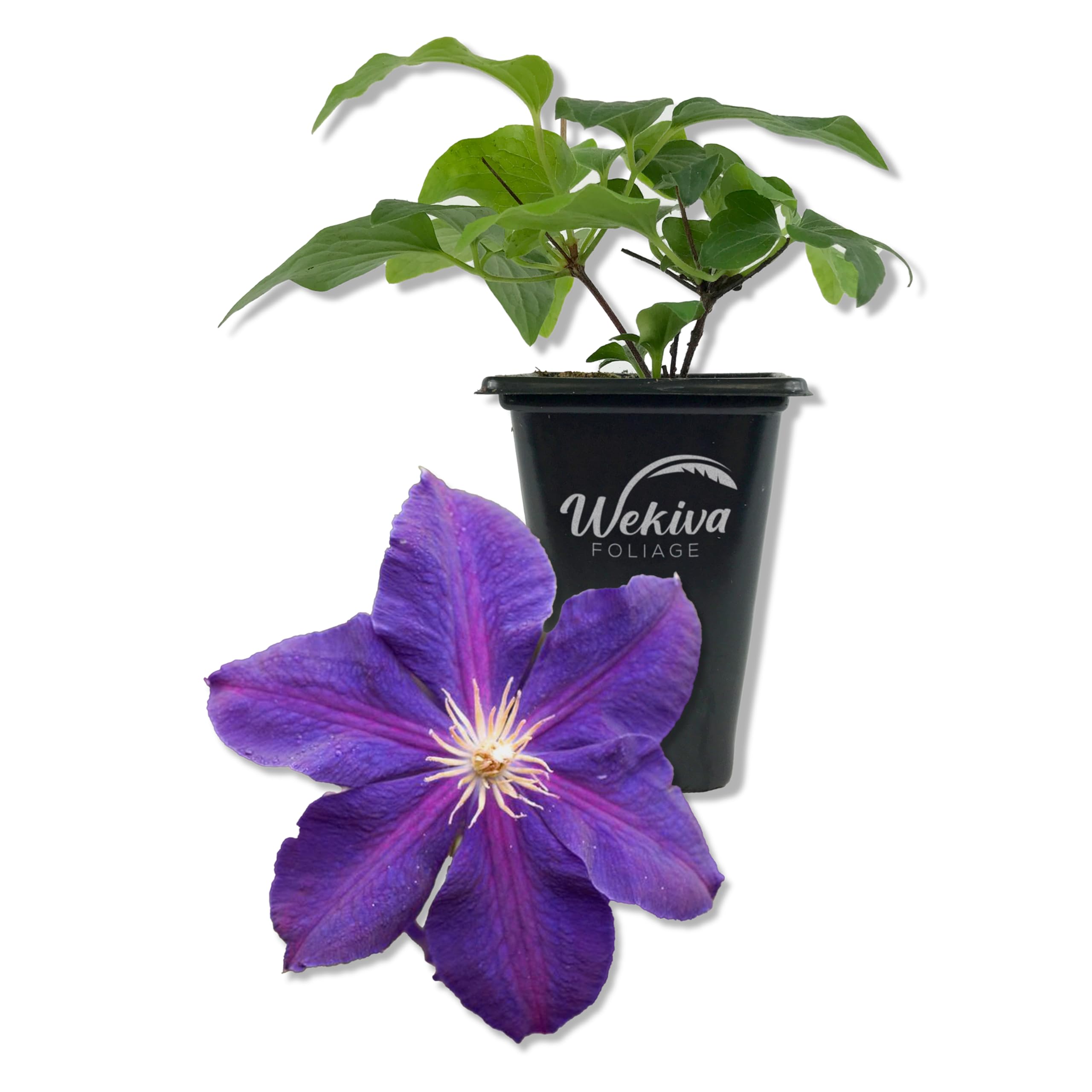 Amazon.com : Clematis Jackmanii Superba - Live Starter Plant in a