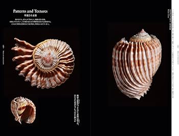 71u168htHmL._AC_UF350,