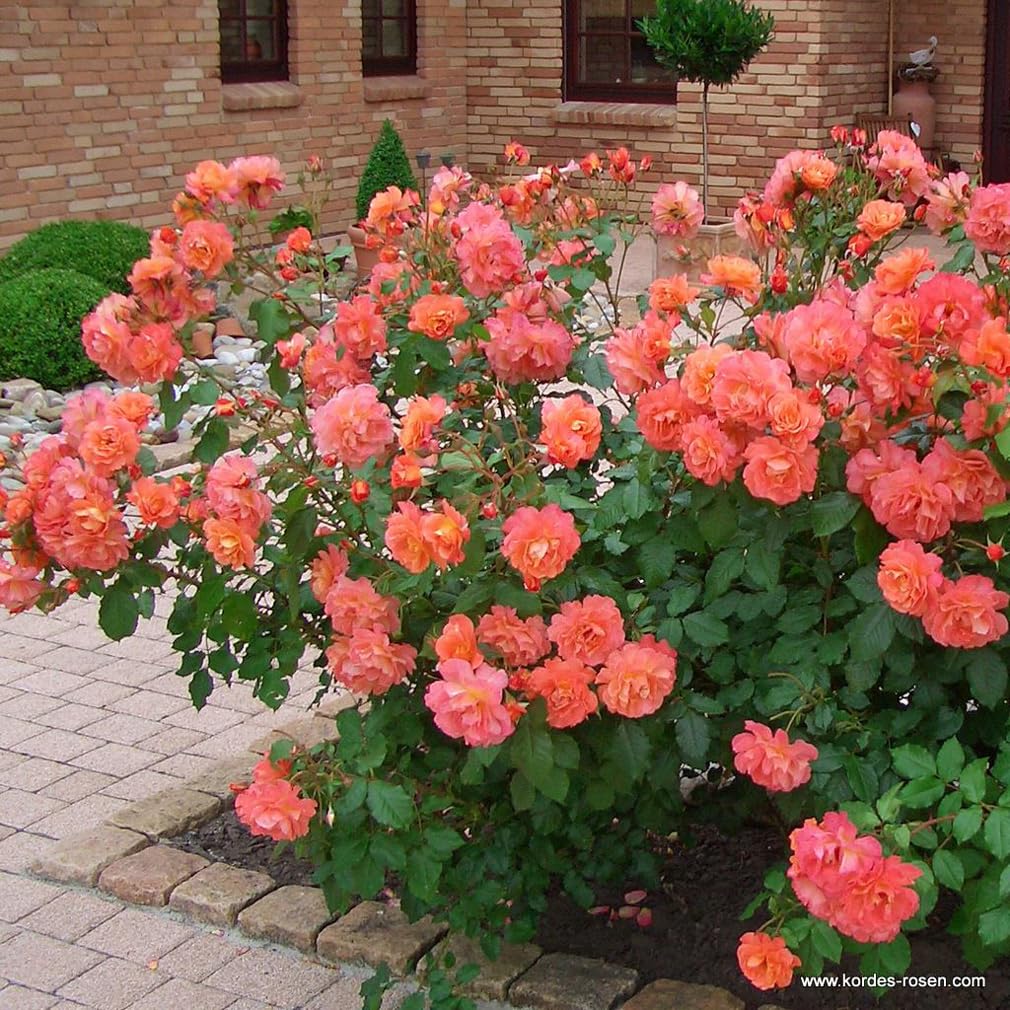 2 x Rosier - Rosa 'Westerland' pot 25-30 cm - Une explosion de couleurs dans votre jardin