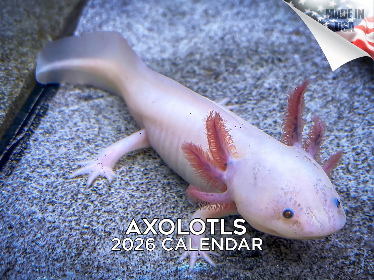 Axolotls Calendario 2024 e 2025, calendario mensile da parete, 30,5 x 45,7 cm, aperto, carta spessa senza sbavature, idea regalo, calendario per insegnanti accademici, organizzazione e pianificazione