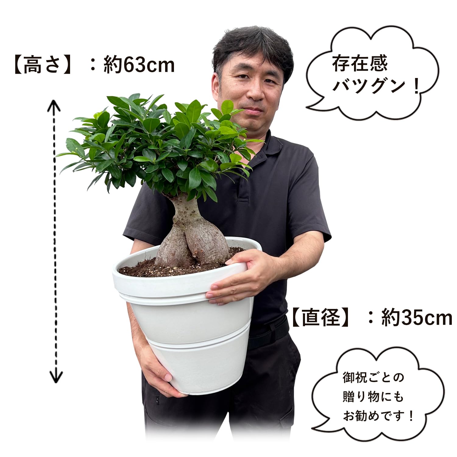 観葉植物 ガジュマル 63cm