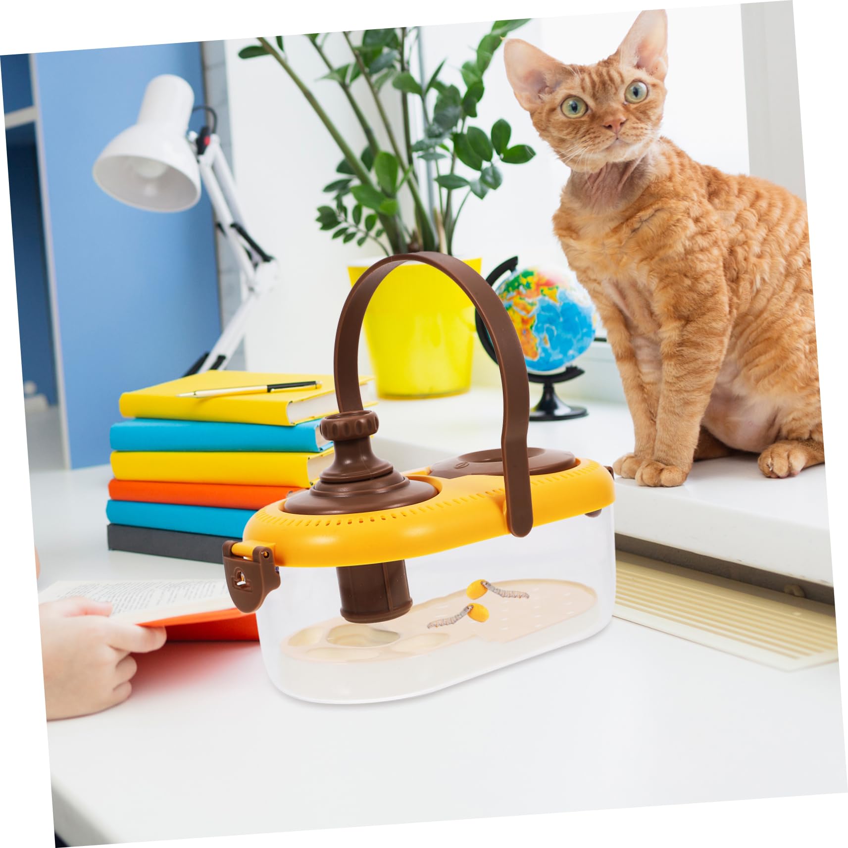Kit de visionnage de racines pour enfants - Cultivez votre propre
