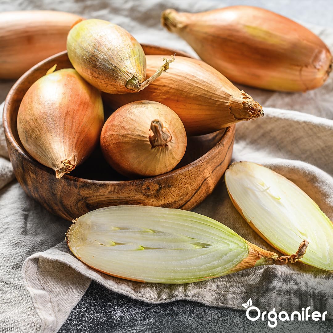 Oignons Sturon 14/21-20kg