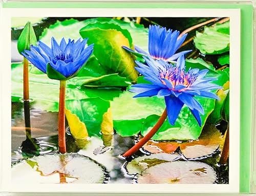 Miniatura 20 de Blooming Flowers – Orquídea Phalaenopsis – Tarjetas fotográficas de alta gama, pesadas y suaves, 8 con 10 sobres de colores, juego en caja