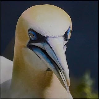 Gannet Limited Edition Print
