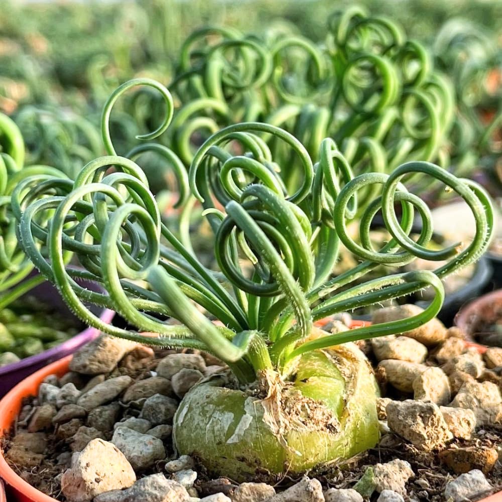 Amazon.com : Frizzle Sizzle Albuca Spiralis Plant Live Houseplant in 2.5  Inch Pot, Ornamental Albuca Spiralis Succulent Live Plant, Curly Grass :  Patio, Lawn & Garden