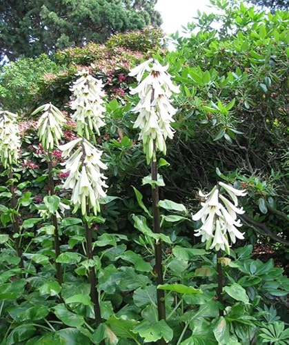 1 Pack of 30 SEEEDS CARDIOCRINUM GIGANTEUM - Giant Himalayan Lily