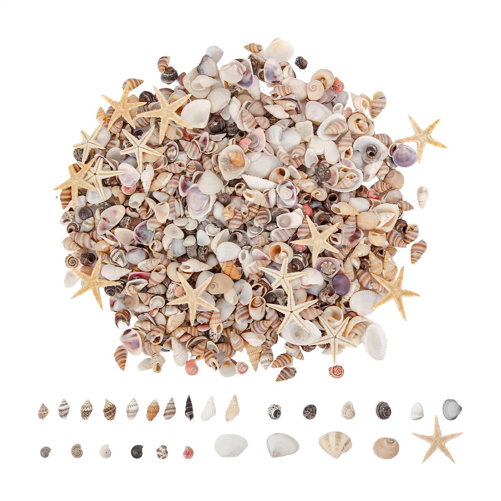 Mini conchas marinas y estrellas de mar naturales en mezcla para manualidades y resina