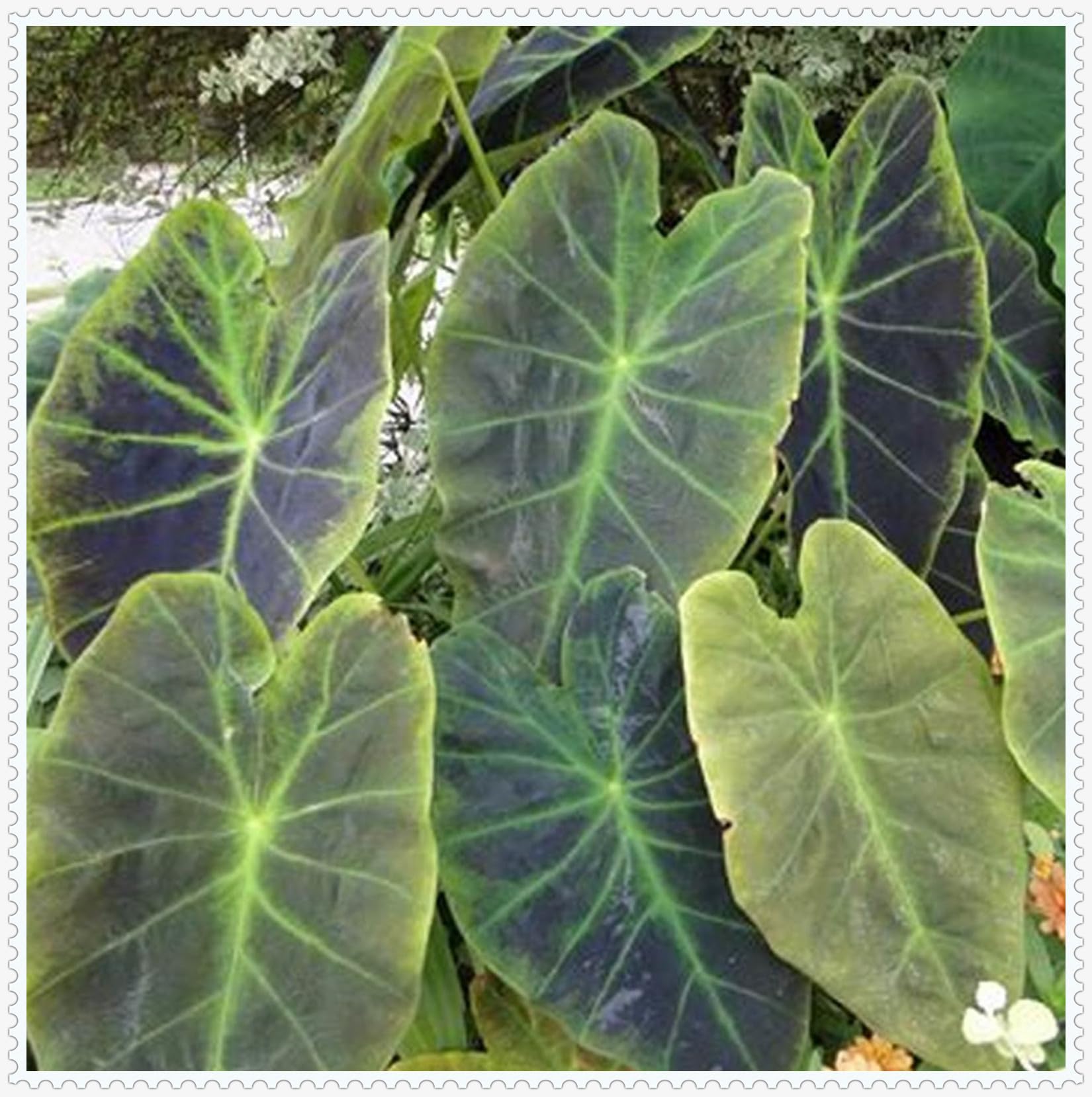 Elephant Ears for Planting UK Strong Plants That Grow Well Hardy Perennial Greening Excellent Display Indoor and Outdoor Perennial -5Bulbs-greenI โ image 1