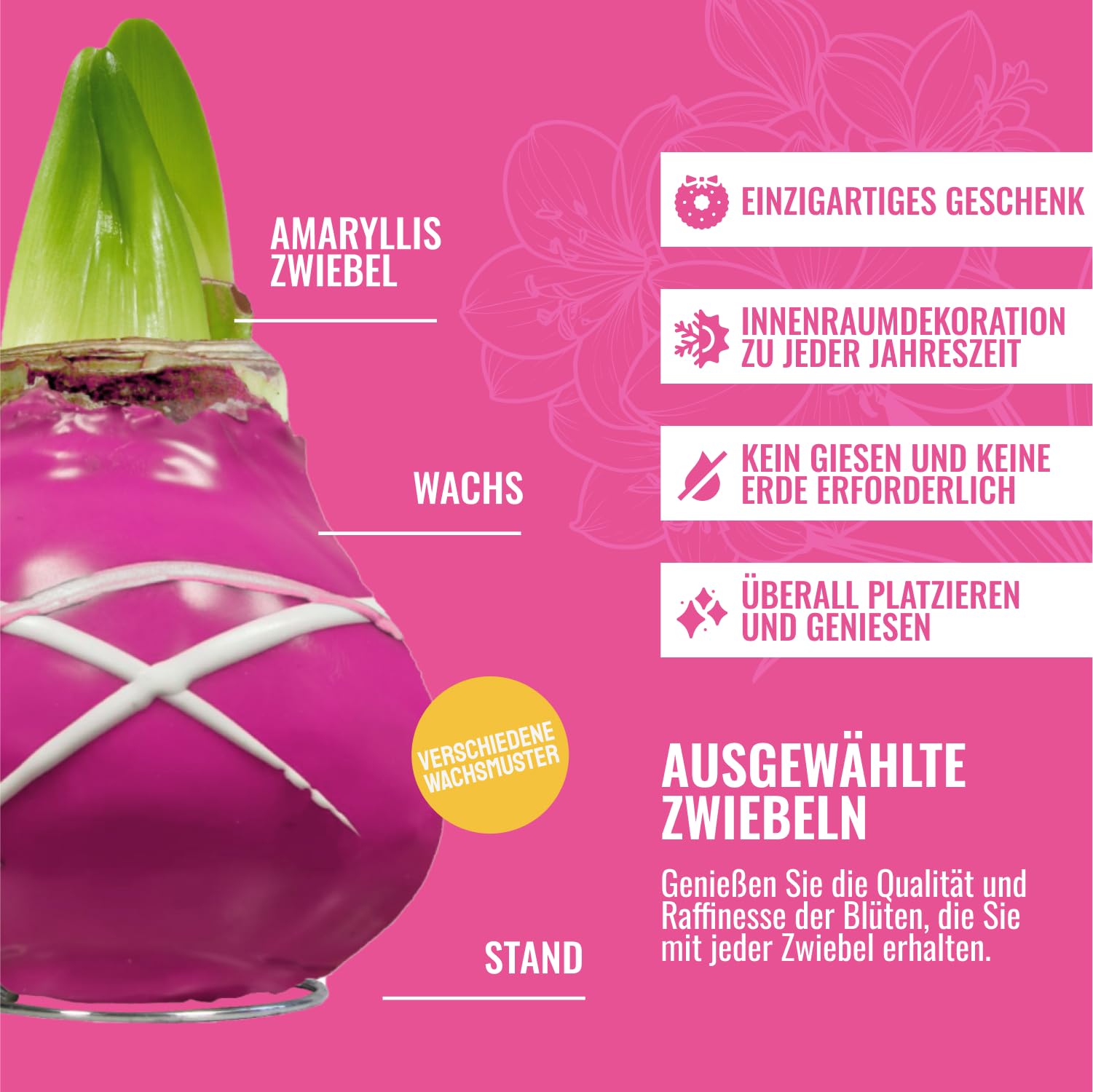 Cera Amaryllis cipolle strisce viola – Cerata aryllis 28/30 grande formato | 2 pezzi | cerato/cera | senza irrigazione | Piante da appartamento olandese - Hippeastrum (senza vetro, vaso e