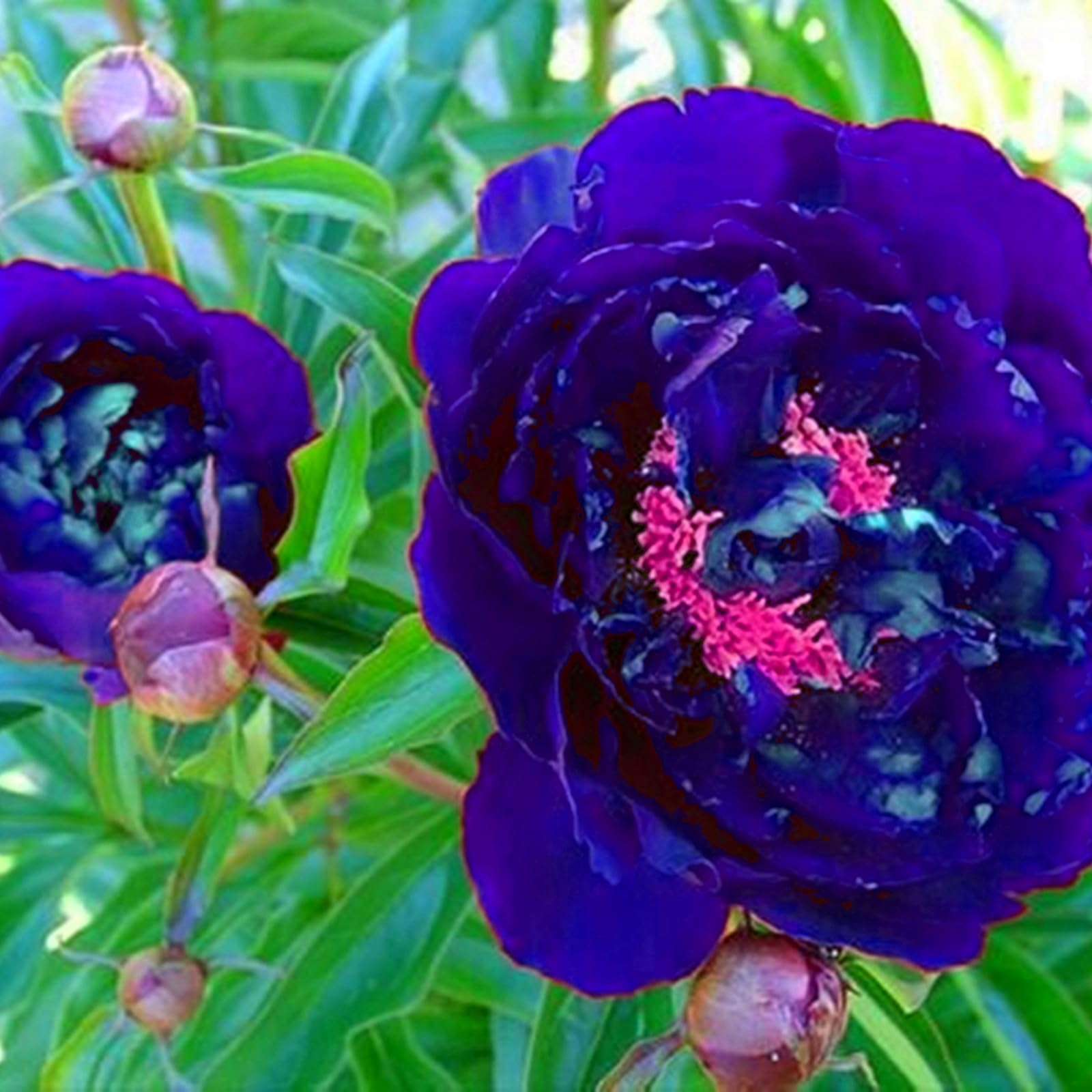 Peony Bulbs - Hardy Perennial Flower Bulbs for Garden, Professional Planting with Brilliant Blooms, Easy to Grow, Outdoor Cottage Garden Displays-3 Bulbs-C โ image 1